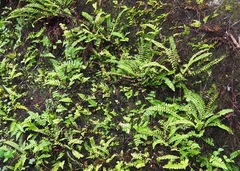 Asplenium formosum