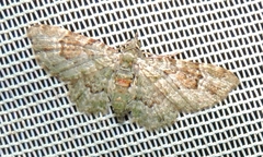 Calluga costalis