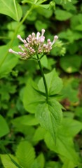Valeriana pauciflora