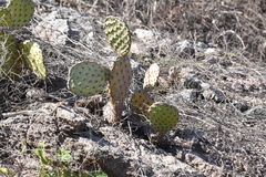 Masticophis bilineatus