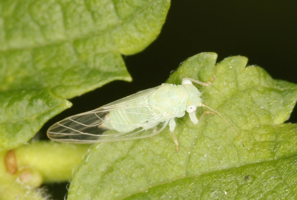 Cacopsylla ulmi