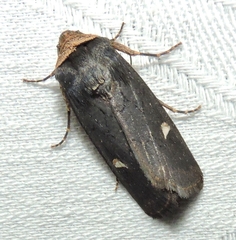 Proteuxoa cinereicollis