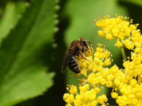 Allegheny Mining Bee photo 5
