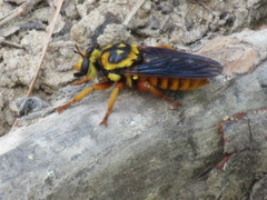 Laphria saffrana