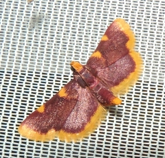 Hypsopygia flavamaculata