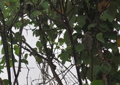 Camarhynchus parvulus