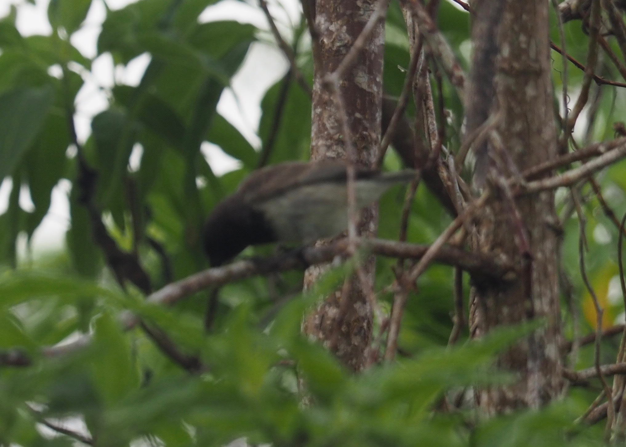Medium Tree Finch (Camarhynchus pauper), photo 9