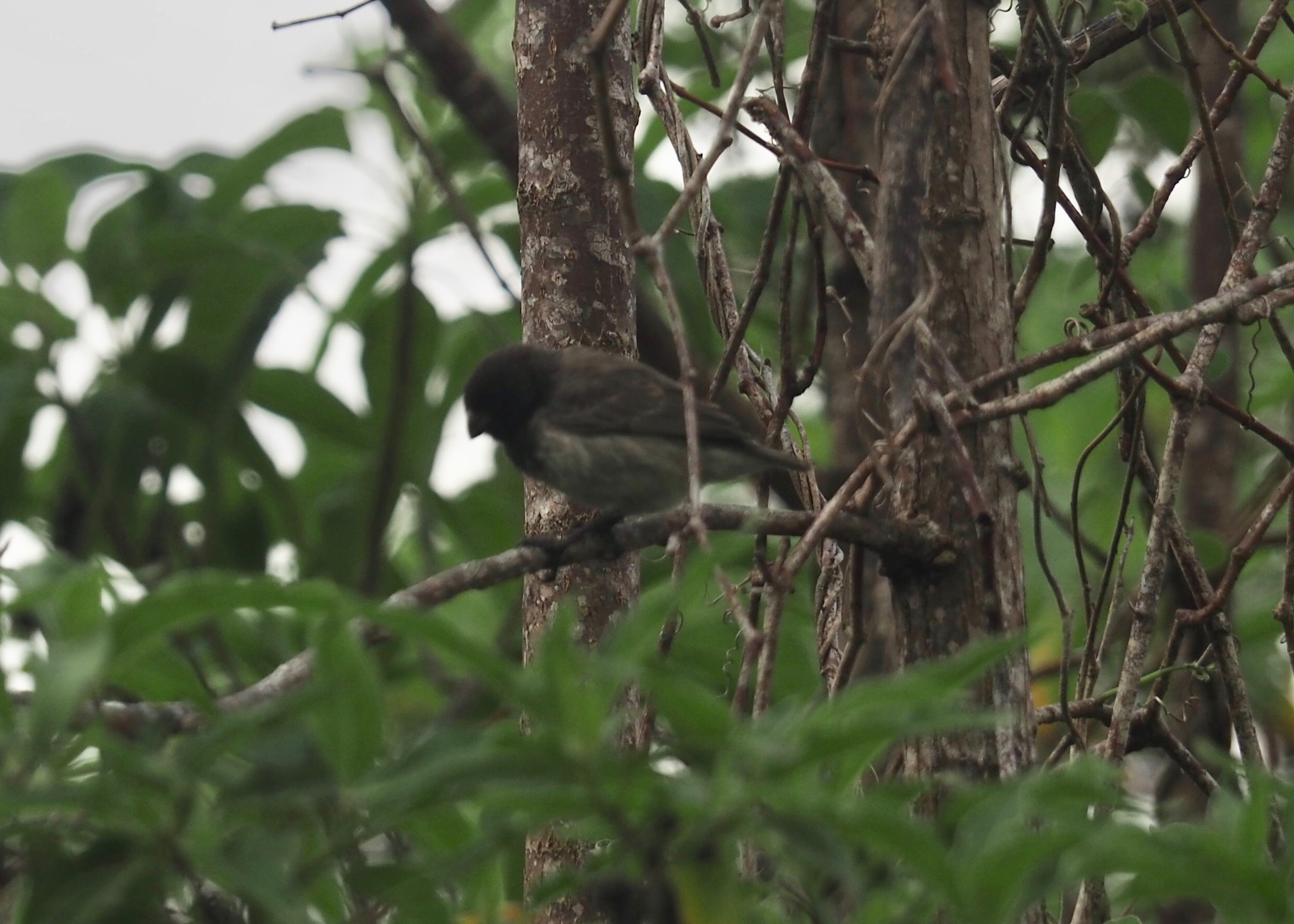 Medium Tree Finch (Camarhynchus pauper), photo 8