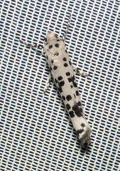 Yponomeuta pustulellus