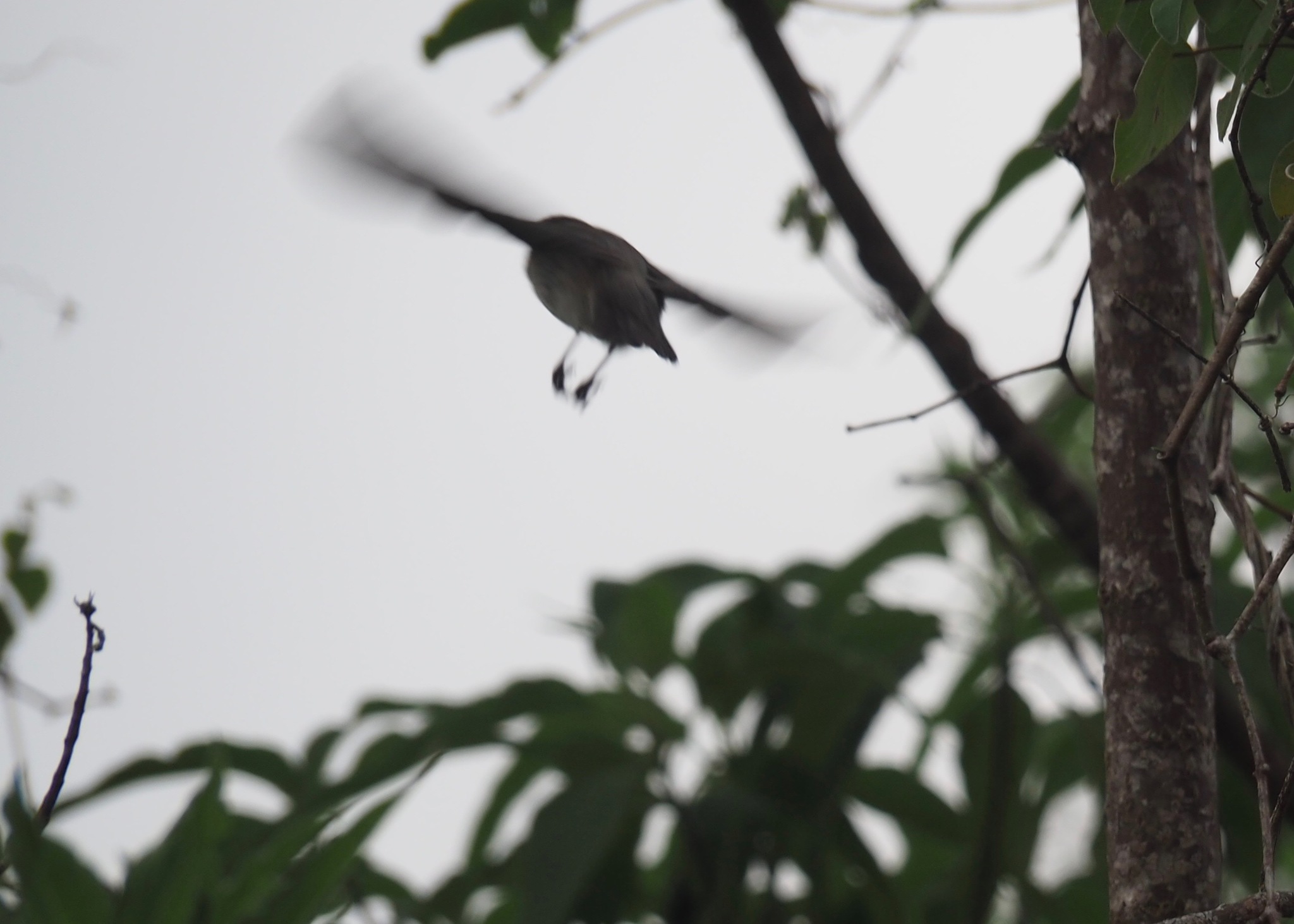 Medium Tree Finch (Camarhynchus pauper), photo 10