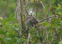 Camarhynchus parvulus