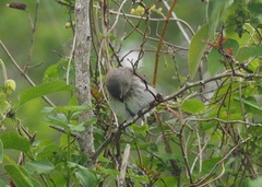 Camarhynchus parvulus