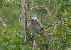 Camarhynchus parvulus