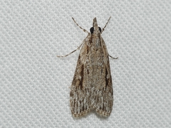 Scoparia plagiotis