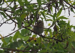 Camarhynchus parvulus