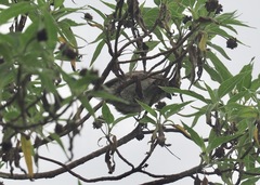 Camarhynchus parvulus