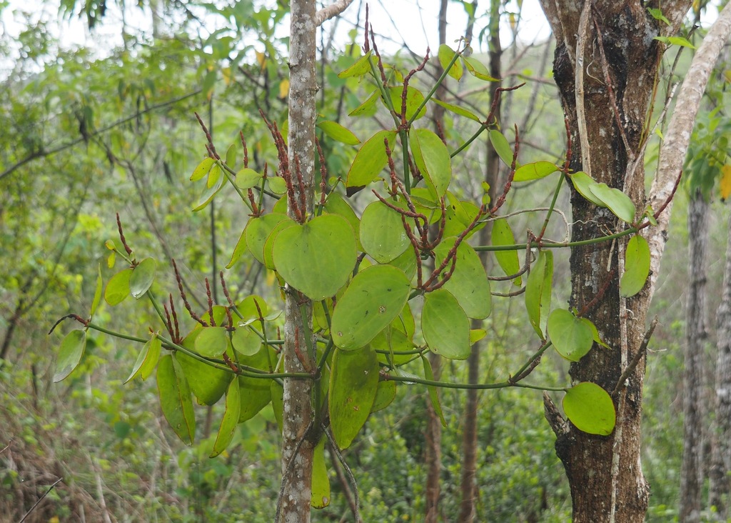 Galápagos Mistletoe