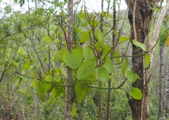 Phoradendron berteroanum
