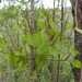 Phoradendron berteroanum - Photo (c) John G. Phillips,  זכויות יוצרים חלקיות (CC BY-NC), הועלה על ידי John G. Phillips