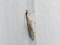 Scoparia plagiotis