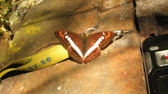 Adelpha alala