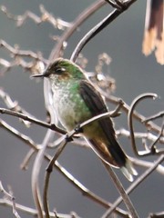 Ramphomicron microrhynchum