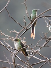 Ramphomicron microrhynchum