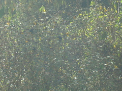 Spinus xanthogastrus