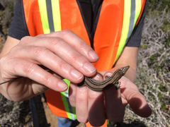 Aspidoscelis hyperythrus beldingi