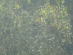 Spinus xanthogastrus