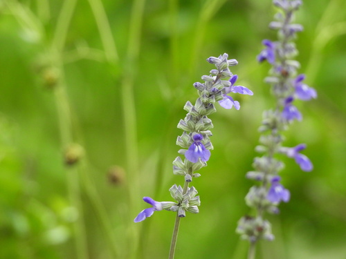 Salvia farinacea