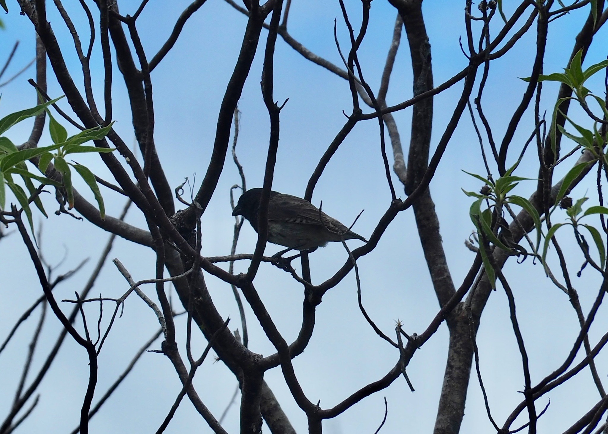 Medium Tree Finch (Camarhynchus pauper), photo 4