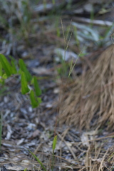 Digitaria bicornis