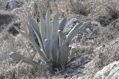 Agave beauleriana