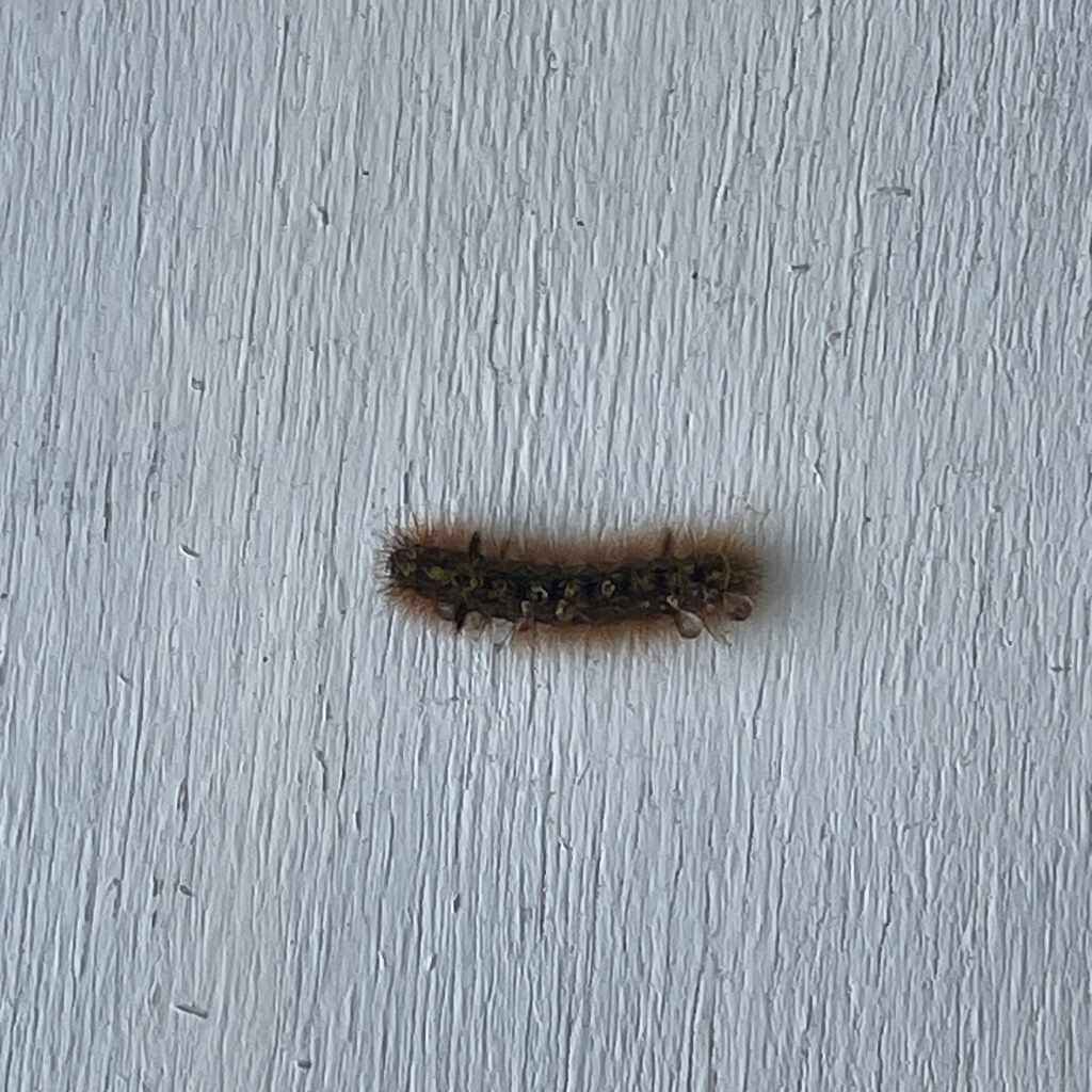 silver-spotted-tiger-moth-from-s-22nd-ct-florence-or-us-on-may-2