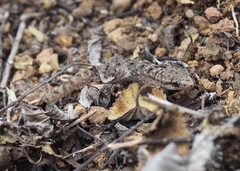 Phyllodactylus baurii