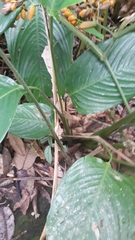 Stromanthe stromanthoides