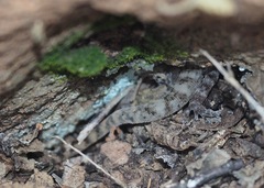 Phyllodactylus baurii