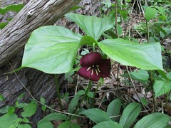 Trillium vaseyi