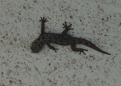 Phyllodactylus baurii