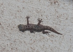 Phyllodactylus baurii