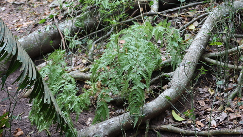 Pteris novae-caledoniae observed 2023-07-15