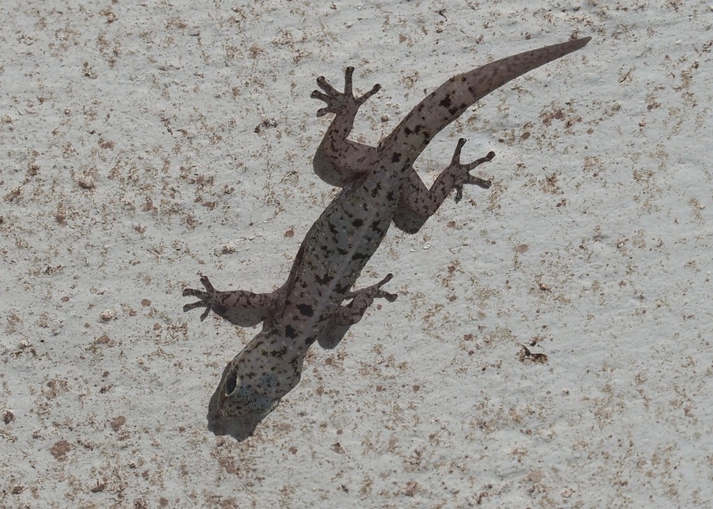 Baur's Leaf-Toed Gecko