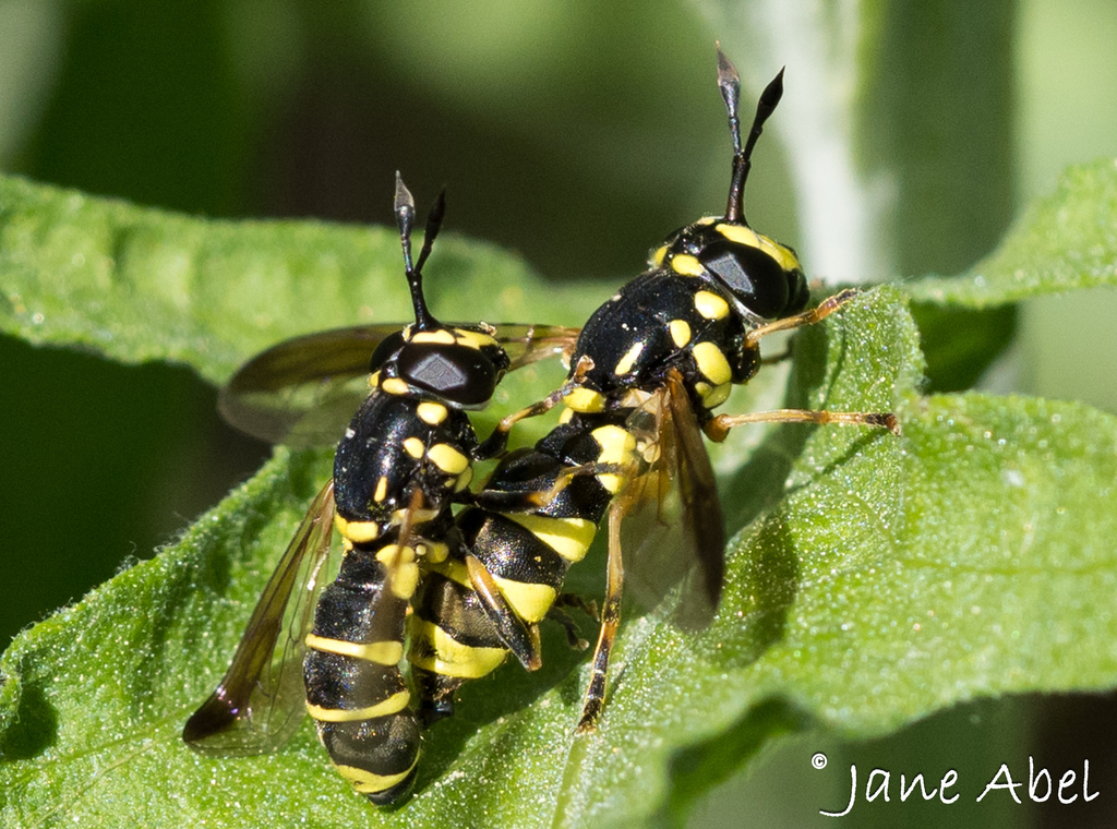 Western Wasp Fly