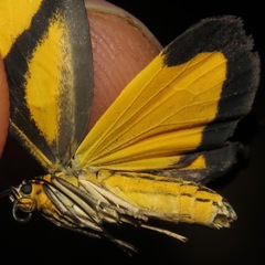 Phaeochlaena solilucis