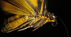 Phaeochlaena solilucis