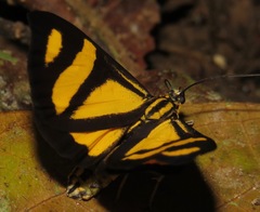 Phaeochlaena solilucis