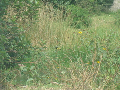 Spinus xanthogastrus