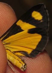 Phaeochlaena solilucis