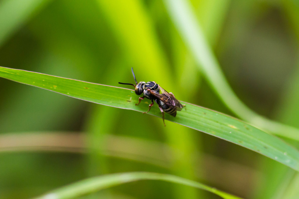 Triepeolus rufoclypeus